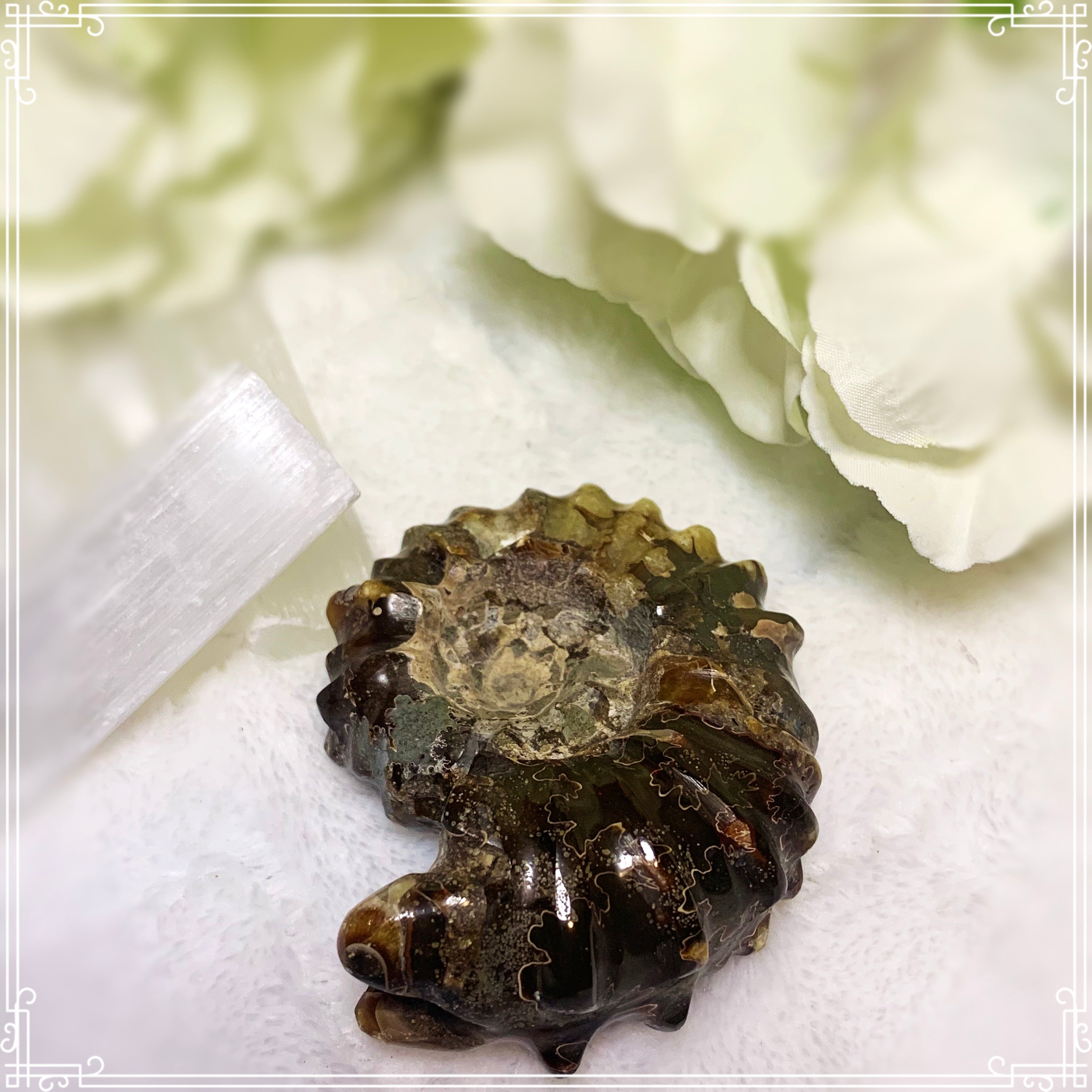 Ammonite Shell